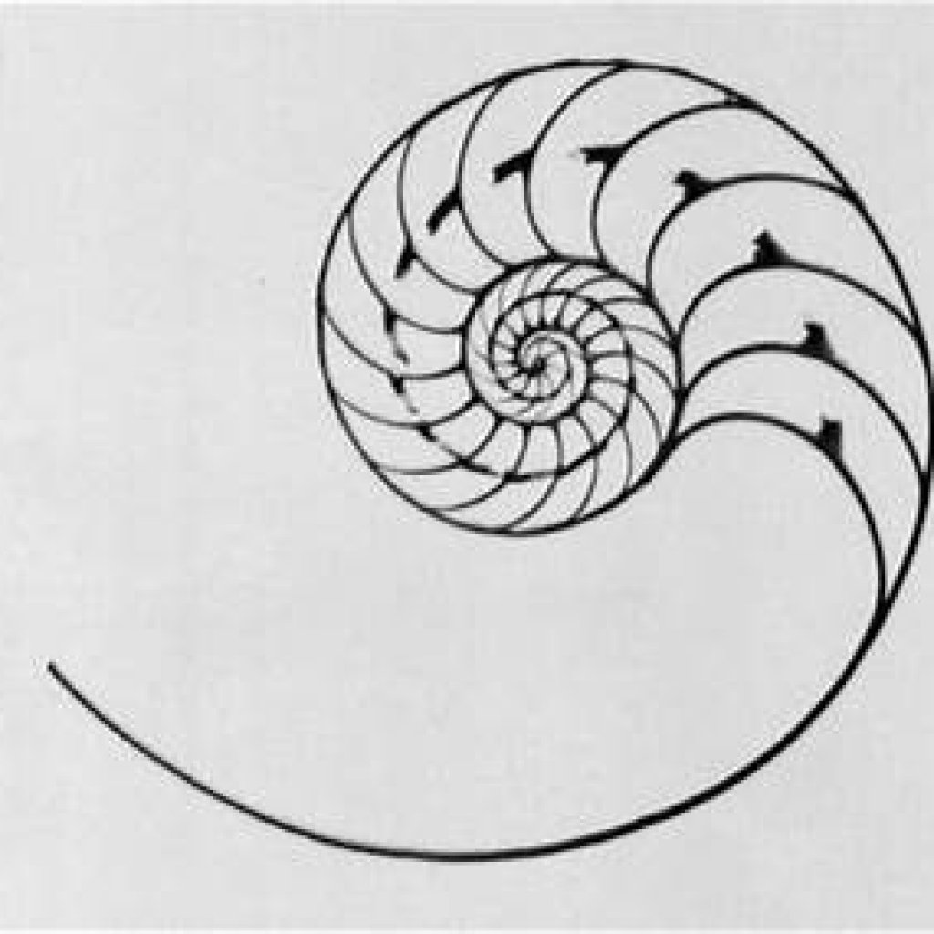Спираль Наутилуса чертеж