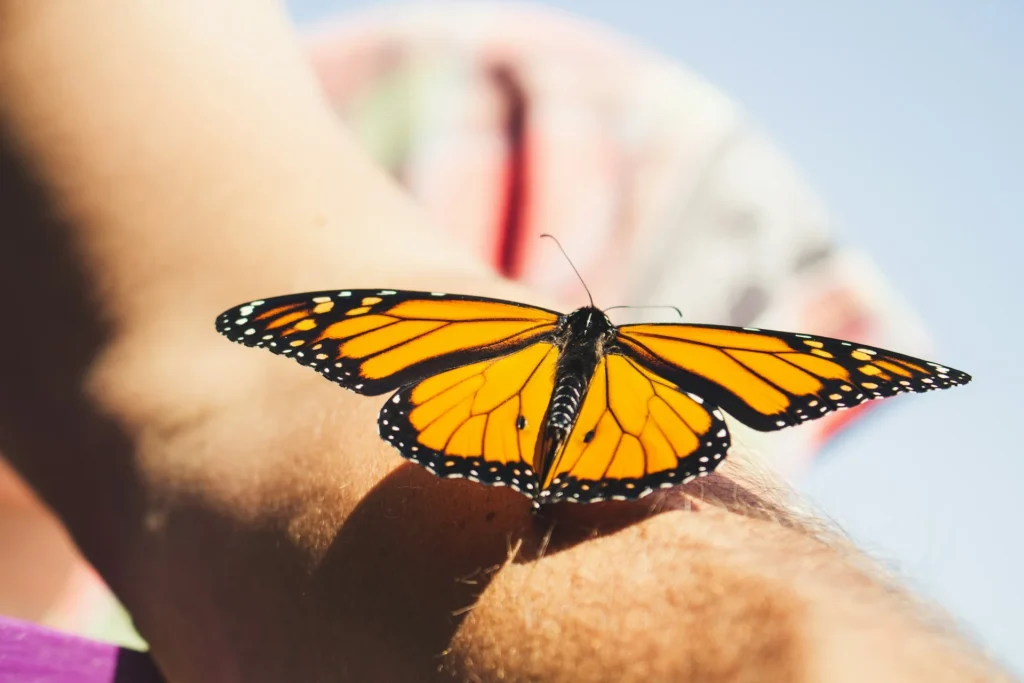 photo - a monarch butterfly meaning